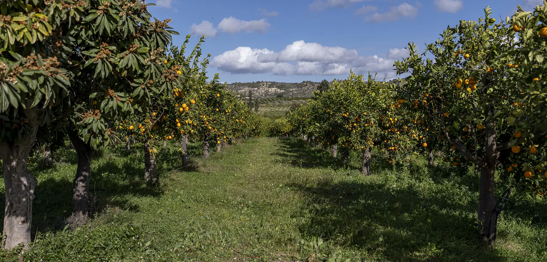 Scopri il sapore vero della Sicilia, coltivato con cura e passione Immagine Rappresentativa