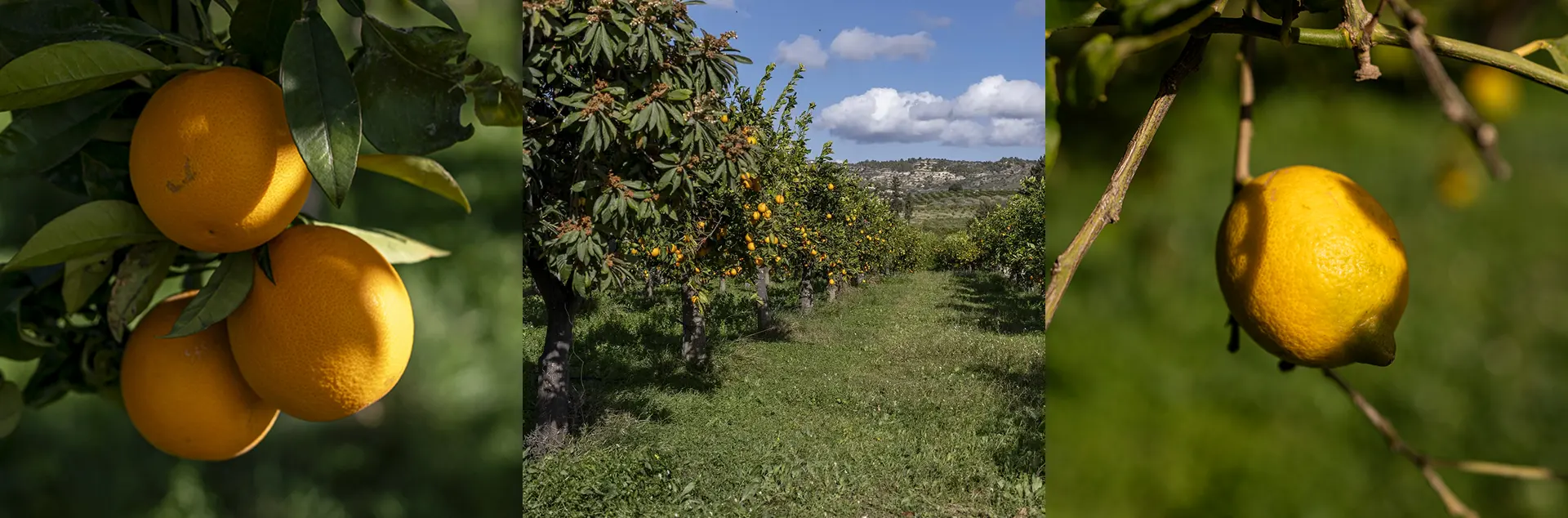 Frutta dal Gusto Mediterraneo - AmaPianetaSi