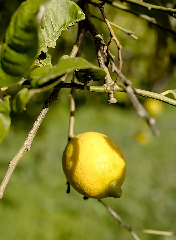 limoni_cover_desktop.webp