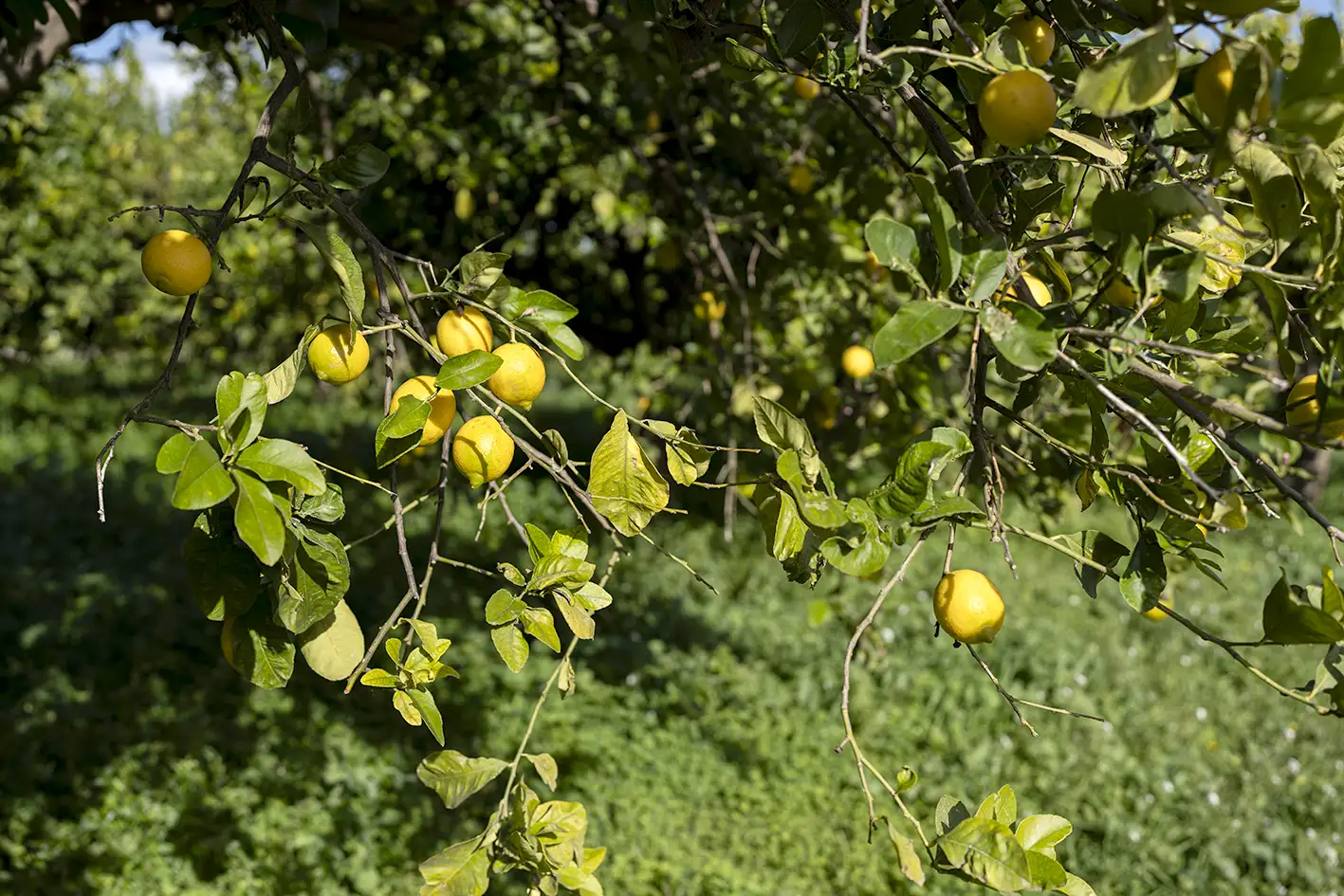 limoni_cover_mobile.webp